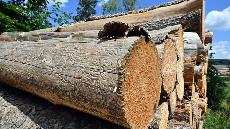 Ein Baumstamm, der von Borkenkäfern zerfressen ist. In Baden-Württemberg haben sie 2022 weniger Schaden angerichtet als in den Vorjahren. (Foto: dpa Bildfunk, picture alliance/dpa | Martin Schutt)