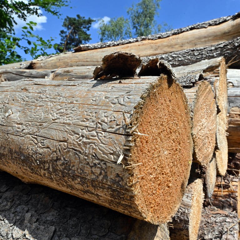 Ein Baumstamm, der von Borkenkäfern zerfressen ist. In Baden-Württemberg haben sie 2022 weniger Schaden angerichtet als in den Vorjahren. (Foto: dpa Bildfunk, picture alliance/dpa | Martin Schutt)