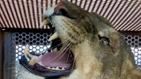 Eine Löwin in einem Käfig brüllt.