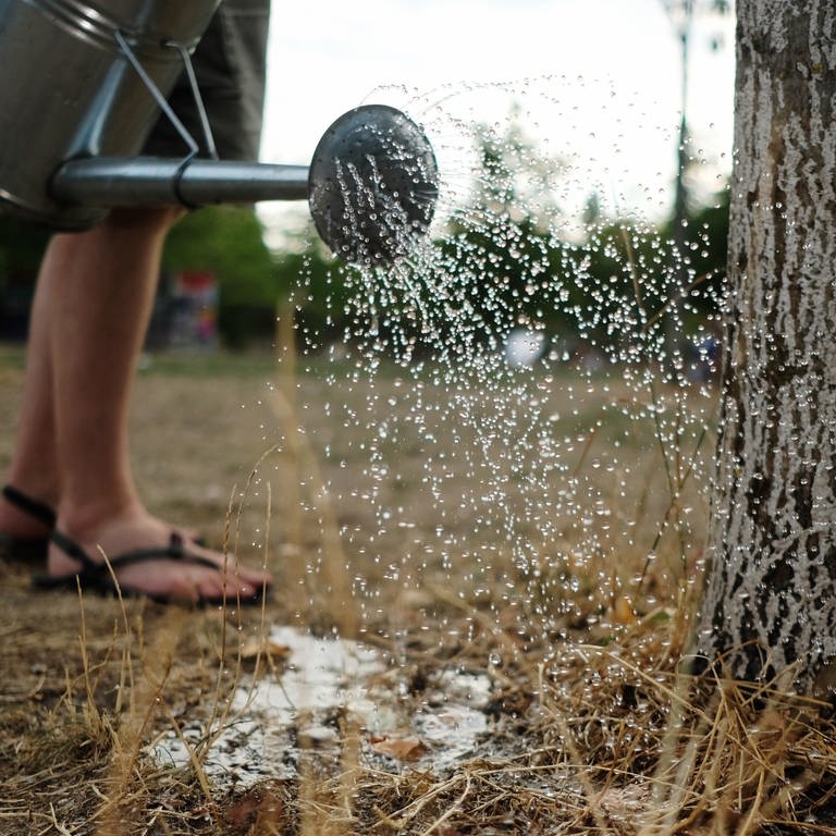 Ein Teilnehmer einer Bewässerungsaktion gießt einen Baum im Park.  (Foto: dpa Bildfunk, Sebastian Willnow)