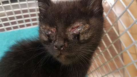 Eine schwarze Katze mit durch Katzenschnupfen verklebten Augen.