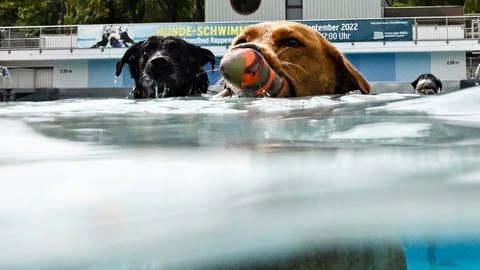 Hunde halten sich beim „Hunde-Schwimmen“ im Rheinstrandbad Rappenwört im Wasser des großen und ungechlorten Becken auf. Unter dem Motto „Für einen Tag ein SeeHund sein“ dürfen sich die Vierbeiner darin vergnügen. (Foto: dpa Bildfunk, picture alliance/dpa | Uli Deck)