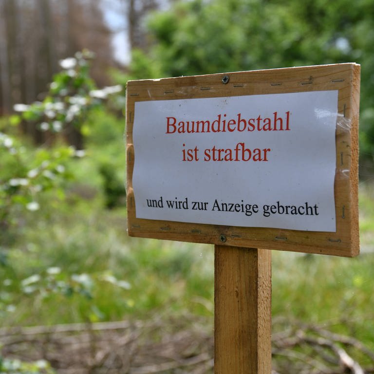 An einem Waldrand steht ein Schild mit dem Hinweis "Baumdiebstahl ist strafbar und wird zur Anzeige gebracht".