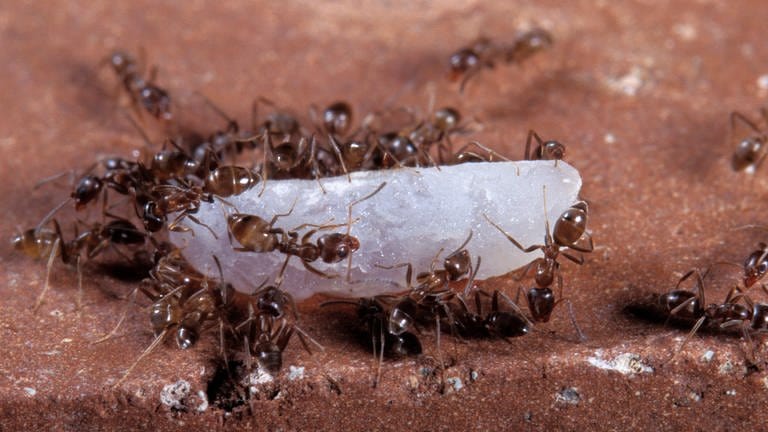 Die Argentinische Ameise ist eine invasive Art, die sich auch in BW ausbreitet