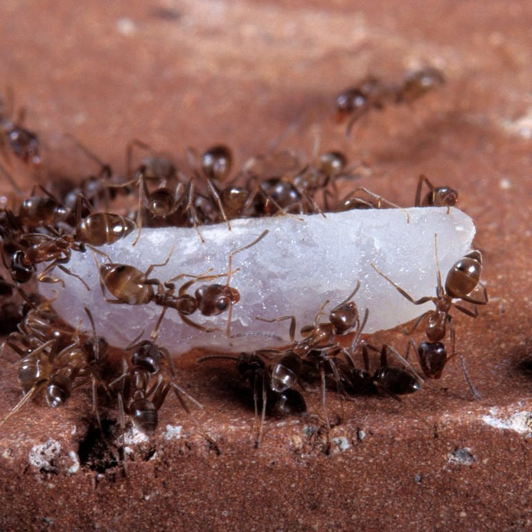 Die Argentinische Ameise ist eine invasive Art, die sich auch in BW ausbreitet (Foto: IMAGO, IMAGO / Ardea)