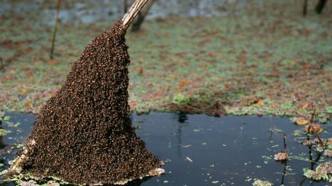 Eine Ameisenkolonie in Argentinien