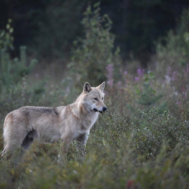 Ein Wolf in freier Wildbahn (Symbolbild)