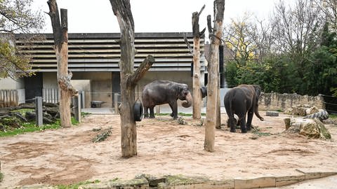 Elefanten in der Wilhelma in Stuttgart im Außenbereich.  (Foto: dpa Bildfunk, picture alliance/dpa | Bernd Weißbrod)