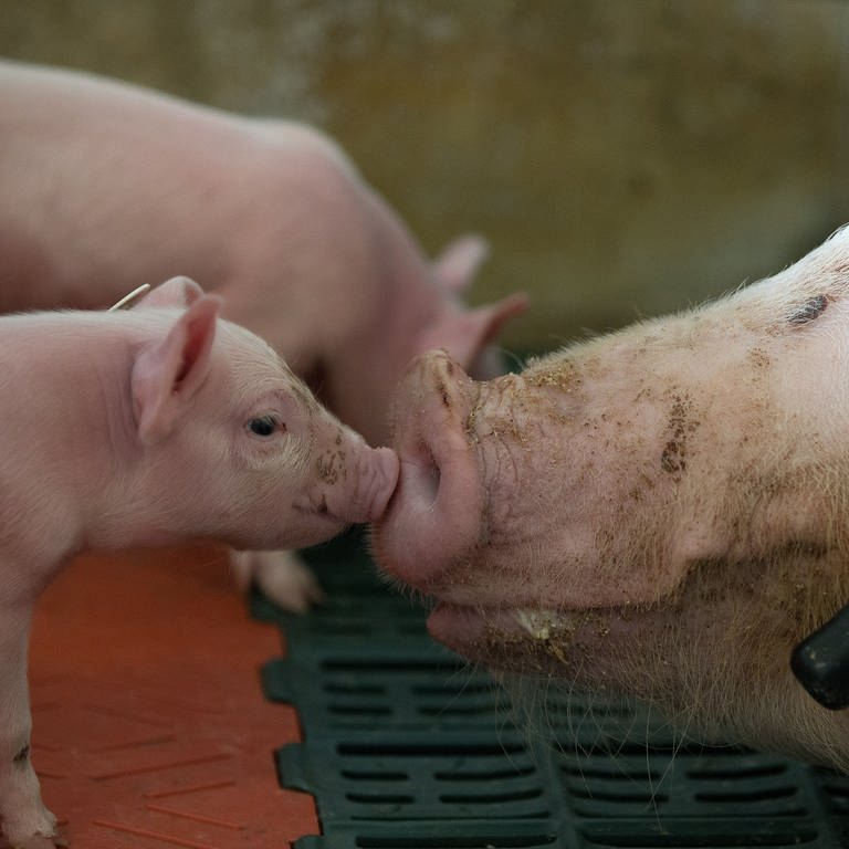 Ferkel werden in einem Schweinemastbetrieb von der Muttersau beschnuppert. (Foto: dpa Bildfunk, Picture Alliance)