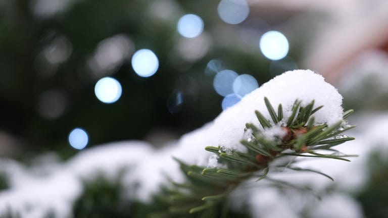 Schnee liegt auf den Zweigen einer Weihnachtstanne.  (Foto: dpa Bildfunk, picture alliance/dpa | Sebastian Willnow)