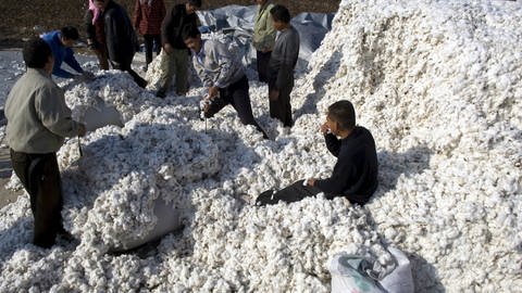Baumwollernte in China (Symbolbild): Arbeiter in der Provinz Shangdong packen Baumwolle in Säcke.  (Foto: dpa Bildfunk, picture-alliance/ dpa | epa Wu Hong)