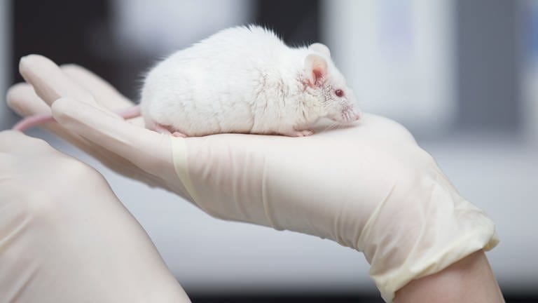 Eine wissenschaftliche Mitarbeiterin einer tierexperimentellen Forschungseinrichtung hat eine Maus in der Hand. 