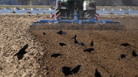Baden-Württemberg, Bad Krozingen: Ein Landwirt eggt sein Feld. Auf dem Acker sitzen zahlreiche Krähen. (Foto: dpa Bildfunk, Picture Alliance)