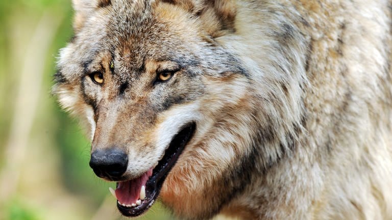 Ein Wolf streift durch ein Gehege des Wolfcenters Dörverden in Niedersachsen.