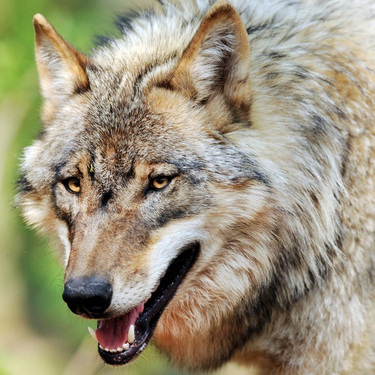 Ein Wolf streift durch ein Gehege des Wolfcenters Dörverden in Niedersachsen. (Foto: dpa Bildfunk, picture alliance / Ingo Wagner/dpa | Ingo Wagner)