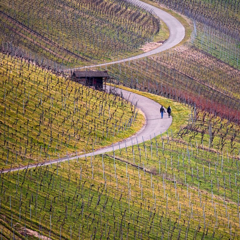 Zwei Menschen machen in den Weinbergen nahe Stuttgart-Uhlbach einen Spaziergang. (Foto: dpa Bildfunk, picture alliance/dpa | Christoph Schmidt)
