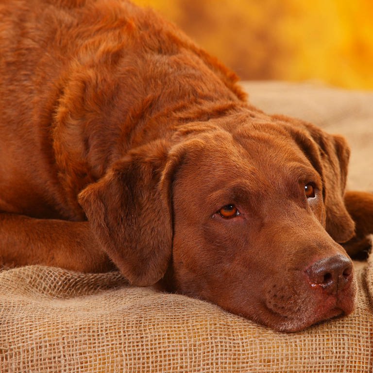 Hund liegt auf einer Decke und schaut traurig (Symbolfoto) (Foto: dpa Bildfunk, Picture Alliance)