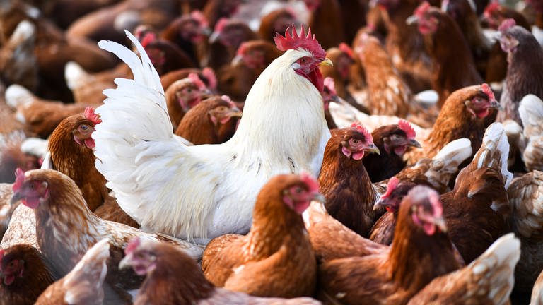 Hühner und ein Hahn stehen in einem Stall. In Baden-Württemberg wird wegen der Vogelgrippe über eine landesweite Stallpflicht diskutiert. 