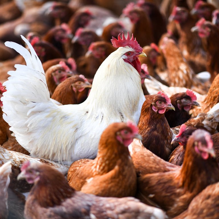 Hühner und ein Hahn stehen in einem Stall. In Baden-Württemberg wird wegen der Vogelgrippe über eine landesweite Stallpflicht diskutiert.  (Foto: dpa Bildfunk, picture alliance/dpa | Felix Kästle (Archivbild))