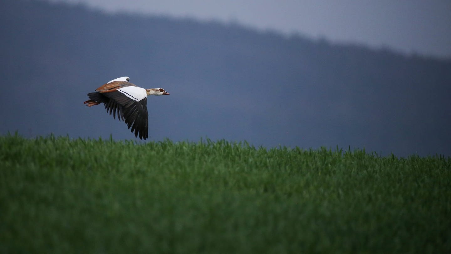 Eine Nilgans fliegt in einem Naturschutzgebiet über ein Feld. (Foto: dpa Bildfunk, picture alliance/dpa | Thomas Warnack)