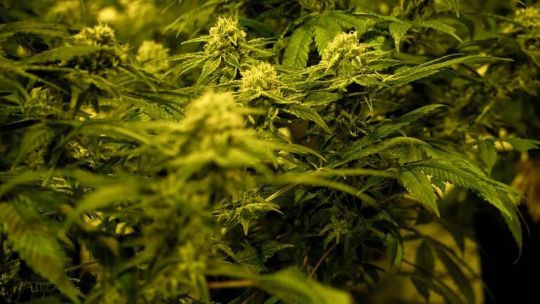 Nahaufnahme einer THC-haltigen medizinischen Cannabispflanze in einer Zuchtanlage des schweizer Cannabisunternehmens TB Farming AG. 