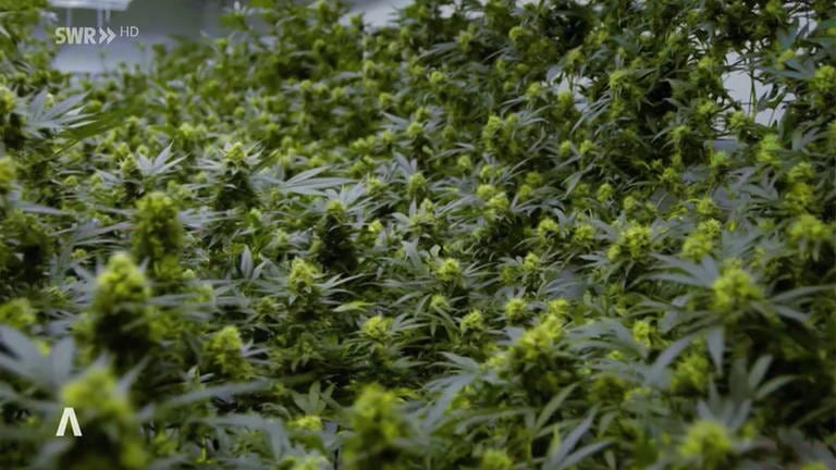 Cannabisplantage (Foto: SWR)