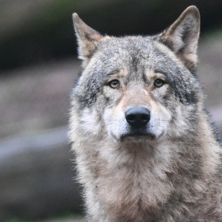 Ein Wolf im Tierpark Tripsdrill. (Foto: dpa Bildfunk, picture alliance/dpa | Bernd Weißbrod)