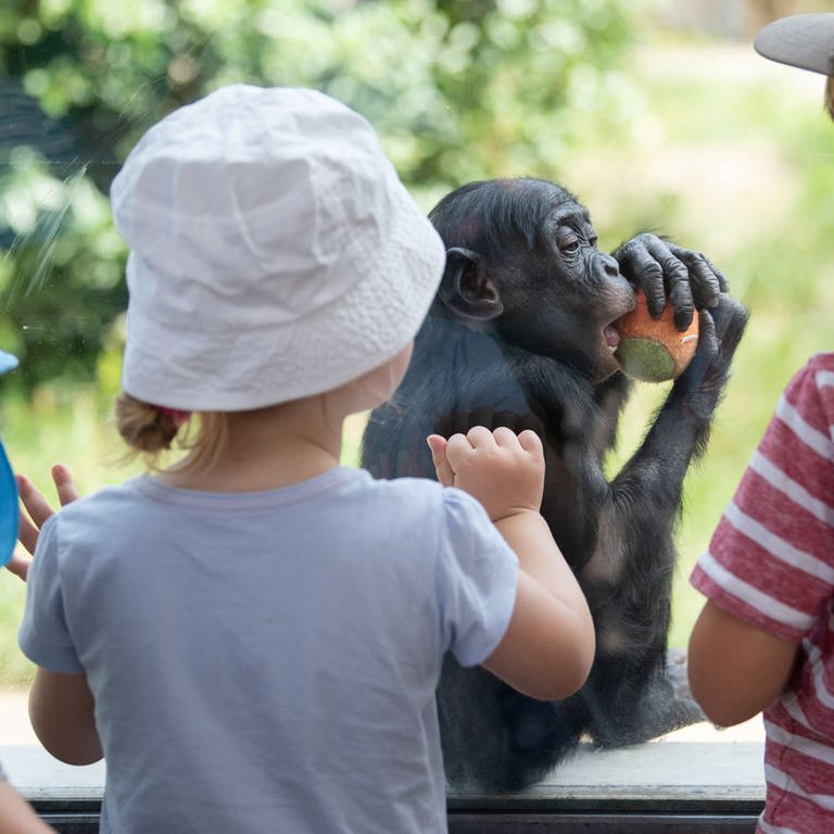 Kinder betrachten im zoologisch-botanischen Garten Wilhelma ein Bonobo-Junges durch eine Scheibe. (Foto: dpa Bildfunk, picture alliance/dpa | Marijan Murat)