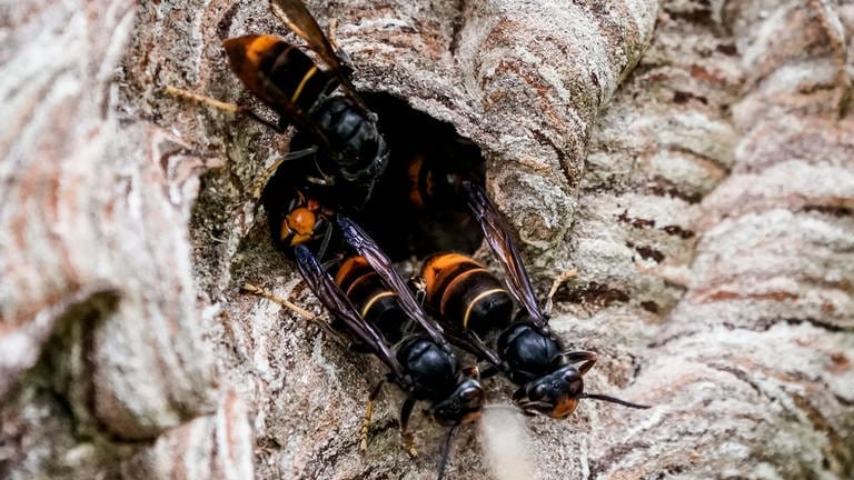 Asiatische Hornissen (Vespa velutina nigrithorax) sammeln sich an einem Ausgang ihres Nestes. Baden-Württemberg startet eine Meldeplattform für die invasive Art.