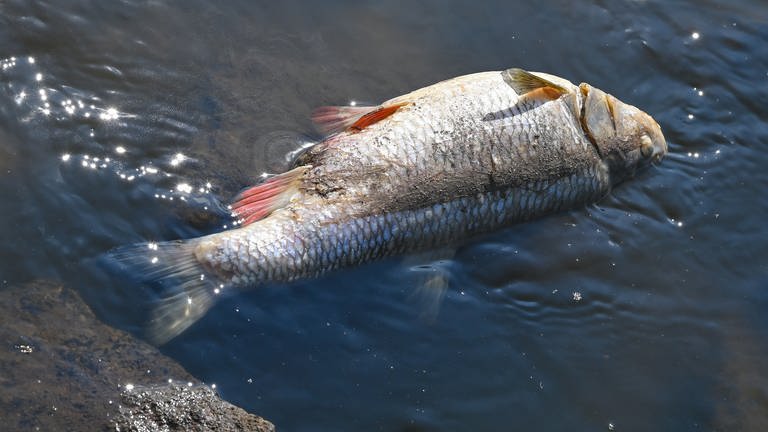 Ein toter Fisch liegt auf Steinen im flachen Wasser. (Foto: dpa Bildfunk, picture alliance/dpa/Patrick Pleul (Symbolbild))