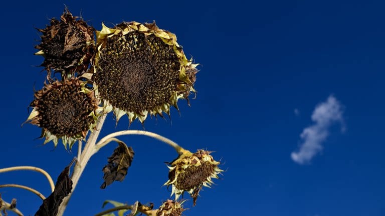 Ausgetrocknete Sonnenblumen stehen auf einem Feld am Rand von Ravensburg.  (Foto: dpa Bildfunk, picture alliance/dpa | Felix Kästle)