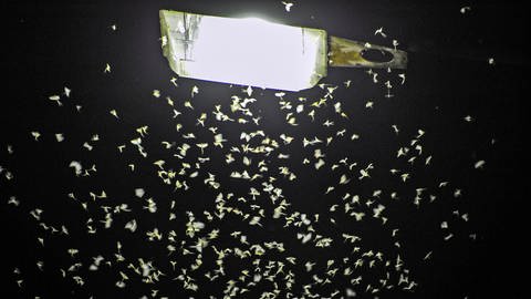 Insekten schwirren um eine Lichtquelle. (Foto: dpa Bildfunk, picture alliance/dpa | Armin Weigel )