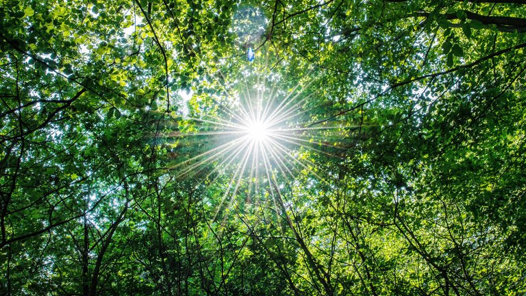 Die Sonne scheint in einem Wald durch die Blätter von Buchen. Der Regen im Frühjahr hat dem Wald laut Waldbesitzern gut getan. (Foto: dpa Bildfunk, picture alliance/dpa | Guido Kirchner)