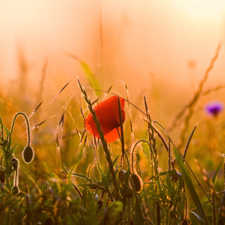 Mohnblumen blühen bei Sonnenuntergang auf einem Feld. (Foto: dpa Bildfunk, picture alliance/dpa | Julian Stratenschulte)