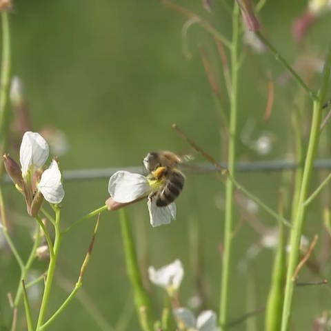 Biene an Blüte (Foto: SWR)