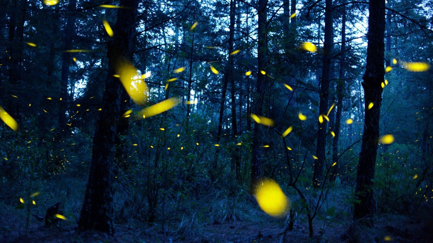 Glühwürmchen schwirren im Wald in der Dämmerung. (Foto: dpa Bildfunk, picture alliance/dpa | Jesus Alvarado)