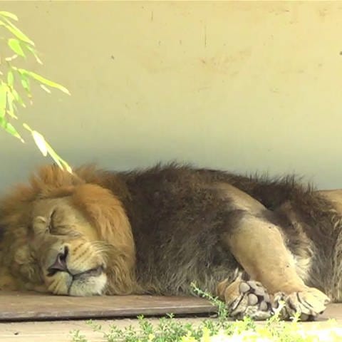 Löwe am schlafen (Foto: SWR)