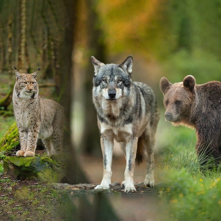 Wolf und Luchs leben bereits wieder in Baden-Württemberg. Bären werden sich kurz- bis mittelfristig aber wohl nicht im Land ansiedeln. (Foto: Adobe Stock, Piotr Krzeslak, AB Photography, allexclusive )