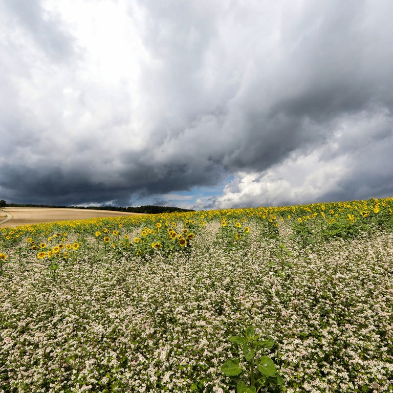 Hinter Feldern ziehen am Rande der Schwäbischen Alb dunkle Regenwolken am Himmel auf. (Foto: dpa Bildfunk, picture alliance/dpa | Thomas Warnack)