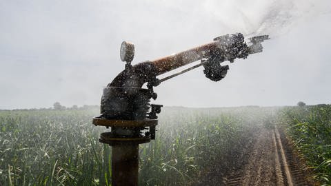 Ein Maisfeld wird bewässert (Archivbild) (Foto: dpa Bildfunk, picture alliance/dpa | Julian Stratenschulte)