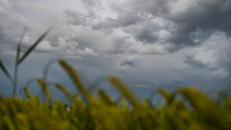 Dunkle Wolken ziehen über einem Weizenfeld am Himmel auf.