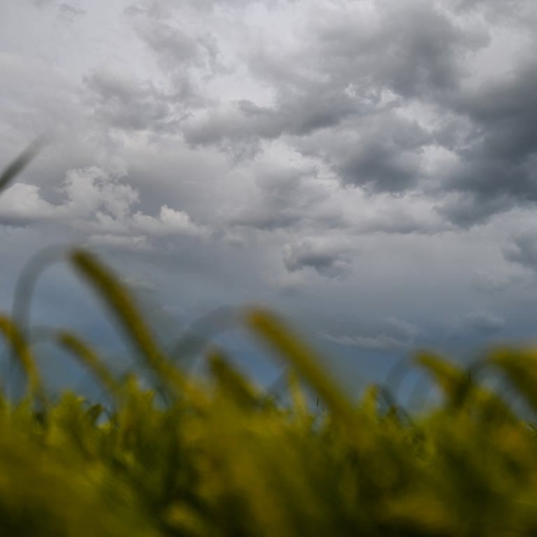 Dunkle Wolken ziehen über einem Weizenfeld am Himmel auf. (Foto: dpa Bildfunk, picture alliance/dpa | Marius Bulling)