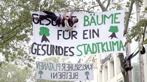 In der Karlsruher Kaiserstraße wurden vier Platanen von Klimaaktivisten besetzt. Sie fordern deren Erhalt und stellen sich gegen die Pläne der Stadt. (Foto: SWR)