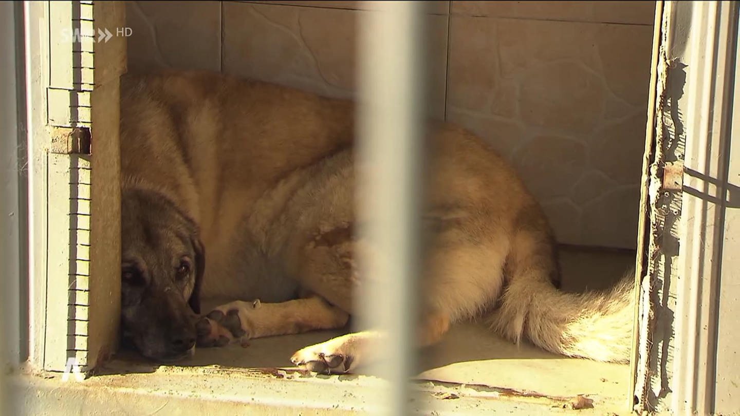 ein Hund liegt im Schatten in einem Tierheim (Foto: SWR)