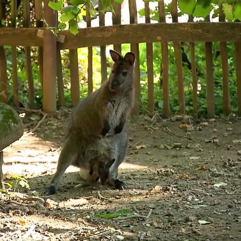 Känguru Jack wird noch immer im Schwarzwaldzoo Waldkirch vermisst. Doch er hat etwas zurückgelassen: Nachwuchs. (Foto: SWR)