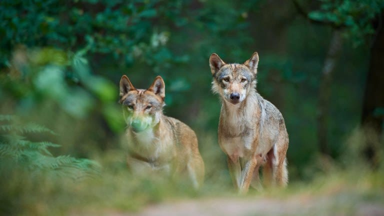Symbolbild: Zwei Europäische Wölfe (Canis lupus) in einem Wald in Deutschland