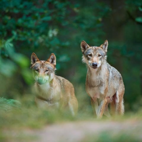 Symbolbild: Zwei Europäische Wölfe (Canis lupus) in einem Wald in Deutschland (Foto: IMAGO, Symbolbild - IMAGO / imagebroker)