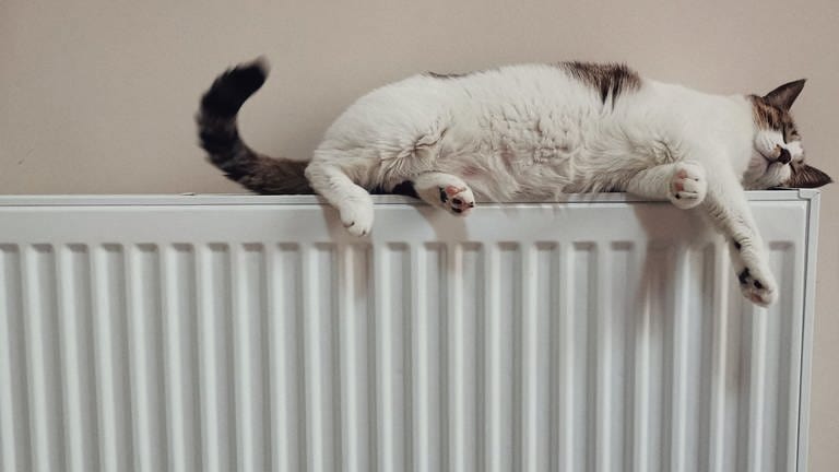 Katze räckelt sich auf einem weißen Heizkörper: Das neue Gebäude Energie Gesetz soll zum 1. Januar 2024 in Kraft treten