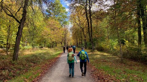 Wanderer laufen beim Mammutmarsch in Stuttgart durch einen Wald. (Foto: SWR, Heidrun Lieb)