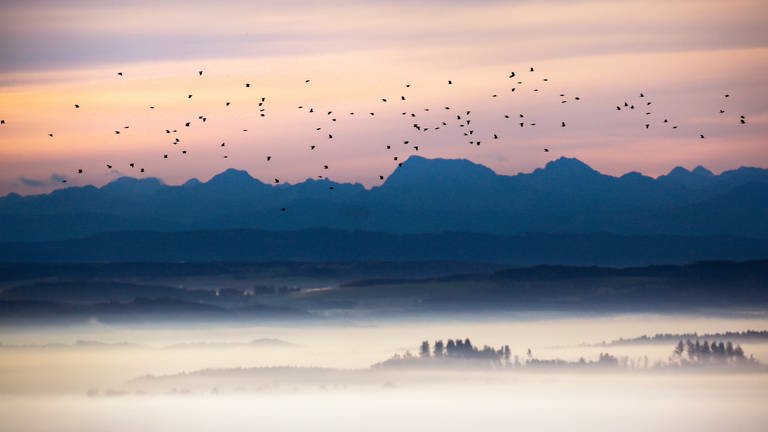 Ein großer Schwarm Zugvögel ist am Morgen unterwegs in Richtung Süden (Archiv) (Foto: dpa Bildfunk, picture alliance/dpa | Thomas Warnack)